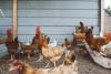 Wsparcie dla gospodarstw dotkniętych ptasią grypą